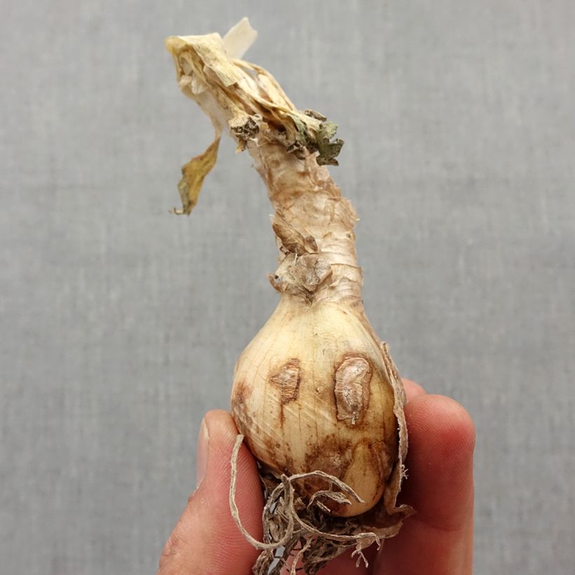 Example of Nerine bowdenii Pink Triumph Bulbo taglia 12+ as you get in printemps