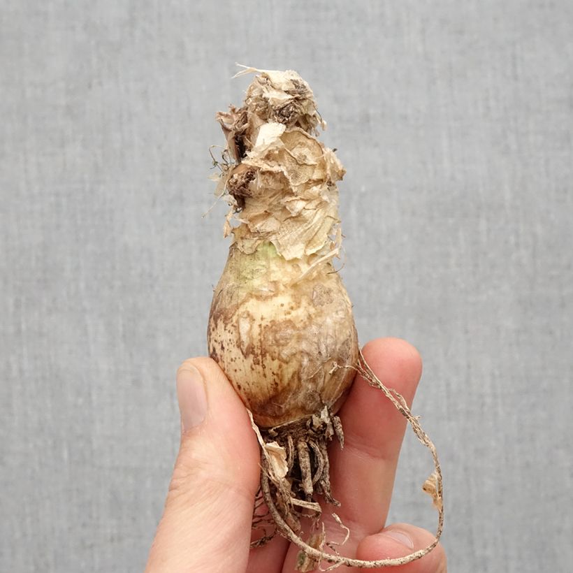 Example of Nerine bowdenii Vesta K Bulbo taglia 12+ as you get in printemps