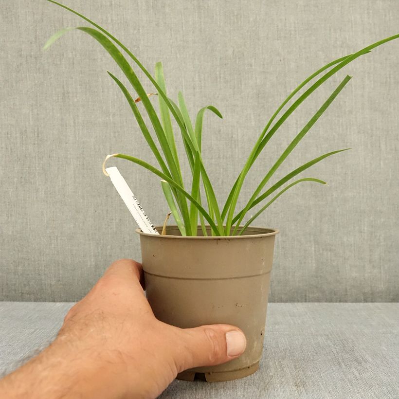 Esemplare di Nerine bowdenii Vesta K Vaso da 1,5L/2L taglia 12/14 consegnato in estate