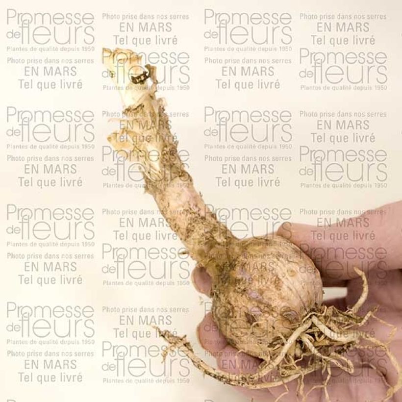 Esempio di esemplare Nerine sarniensis var corusca Bulbe calibre 12+ come consegnato