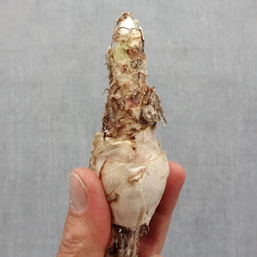 Nerine elegance Pearls of Cherry Bulbo taglia 12+ esemplare consegnato in primavera