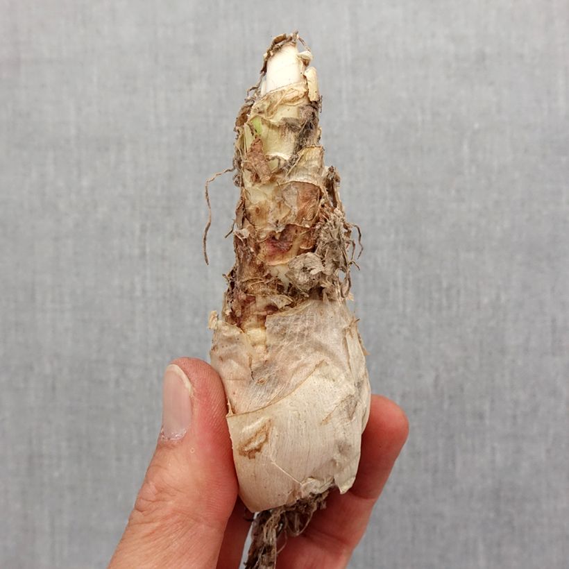 Nerine flexuosa Rose Bulbo taglia 12+ esemplare consegnato in primavera