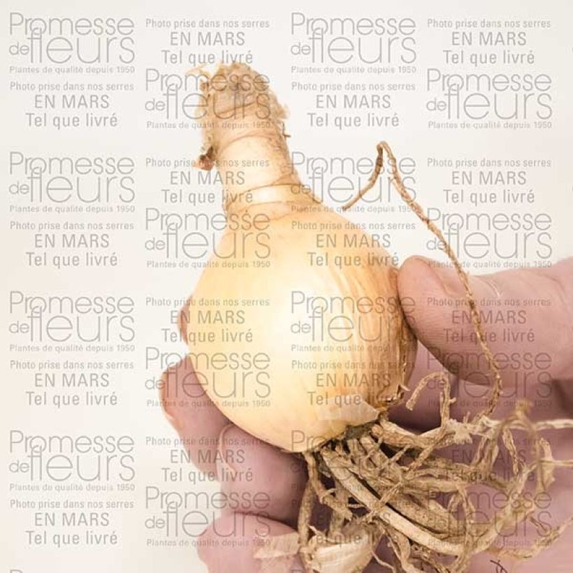 Esempio di esemplare Nerine flexuose blanche Bulbe calibre 13+ come consegnato