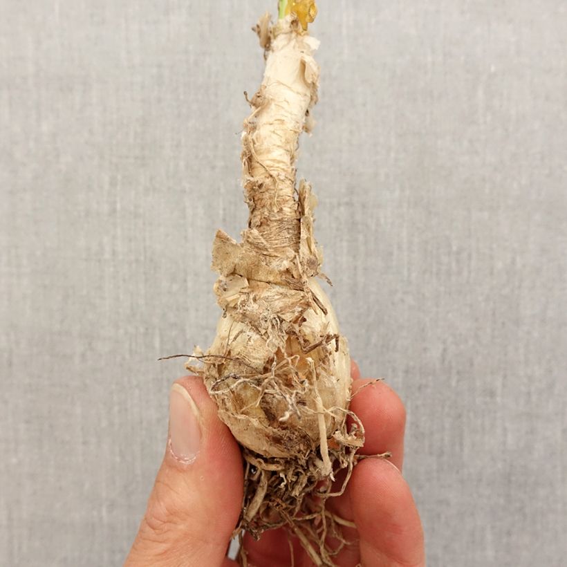 Example of Nerine flexuosa White Bulbo taglia 13+ as you get in printemps