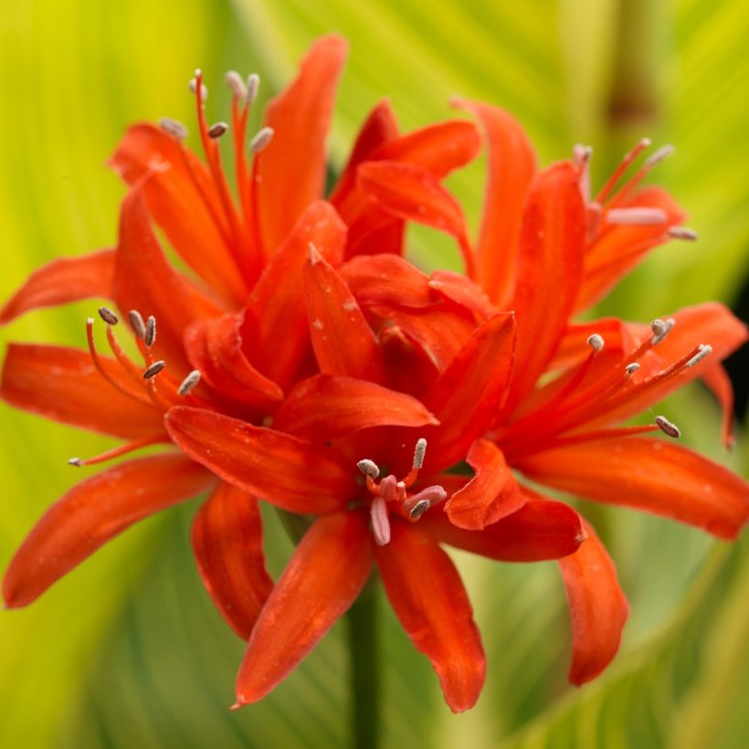 Nerine sarniensis Corusca (Fioritura)