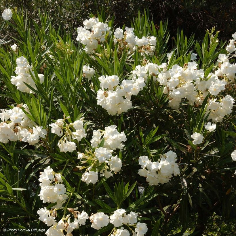 Nerium oleander White - Oleandro (Flowering)