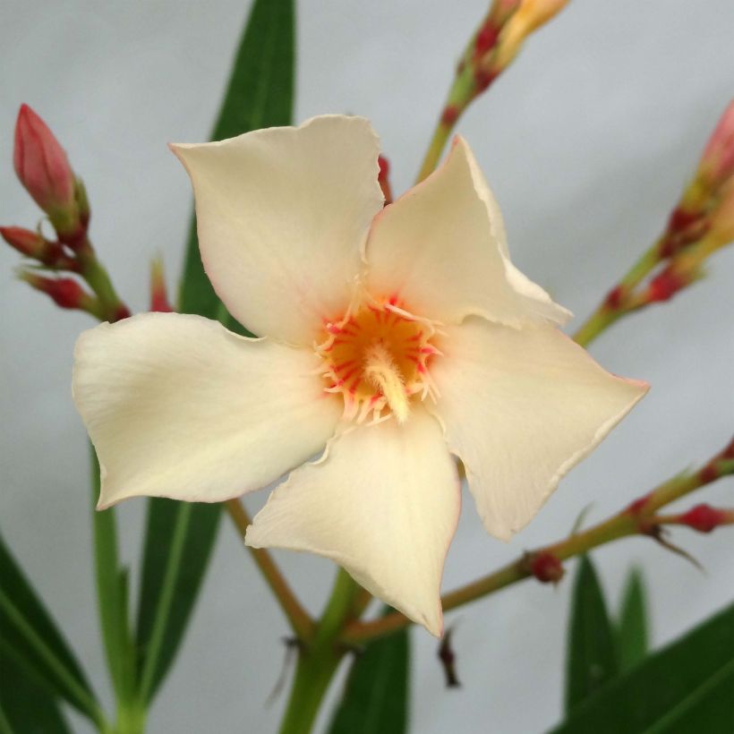 Nerium oleander Yellow - Oleandro (Flowering)