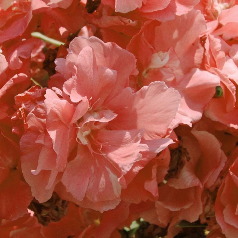 Nerium oleander Pink Salmon Double - Oleandro (Flowering)