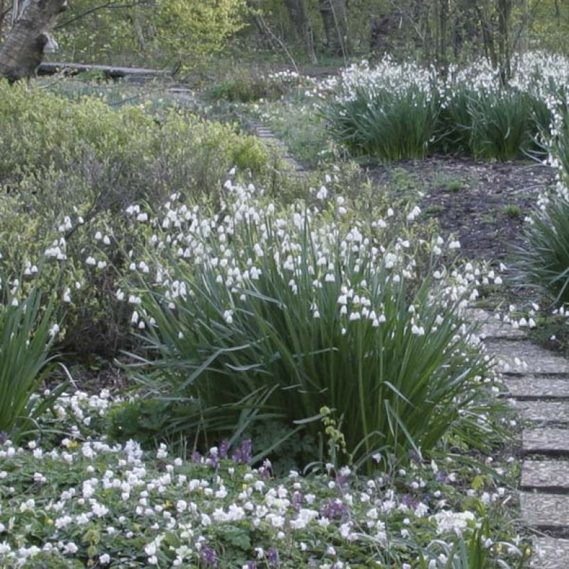 Leucojum aestivum - Campanelle maggiori (Porto)