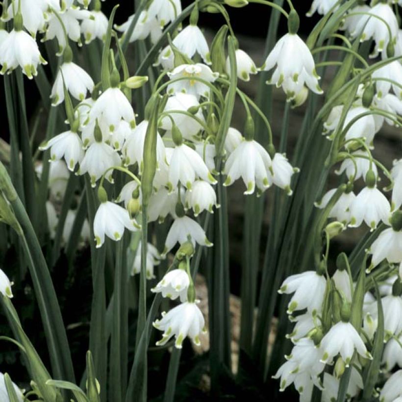 Leucojum aestivum Gravetye Giant - Campanelle maggiori (Flowering)