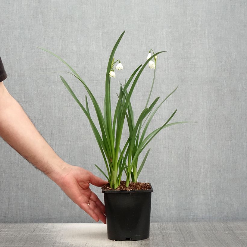 Example of Leucojum aestivum Bridesmaid - Campanelle maggiori Vaso da 2L/3L as you get in printemps