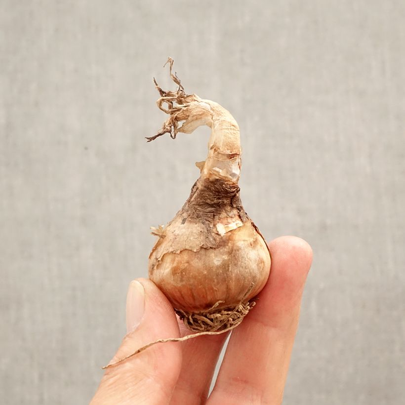 Leucojum aestivum - Campanelle maggiori Bulbo taglia 12+ esemplare consegnato in primavera