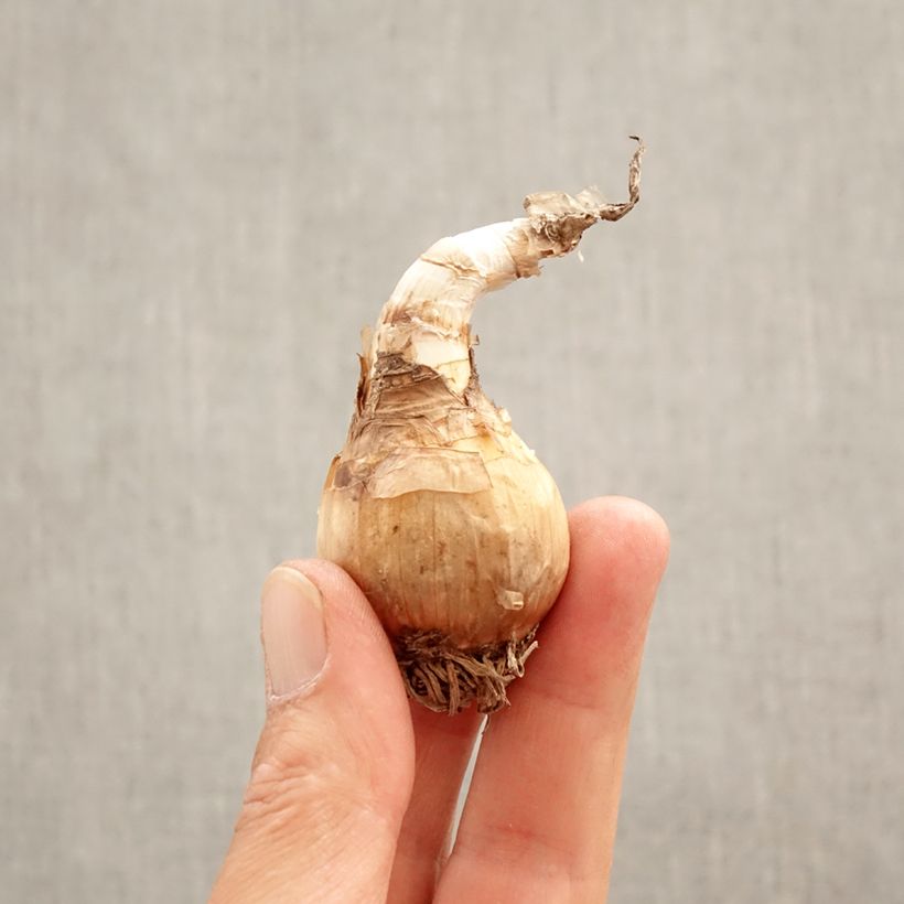 Example of Leucojum aestivum Gravetye Giant - Campanelle maggiori Bulbo taglia 10/12 as you get in printemps