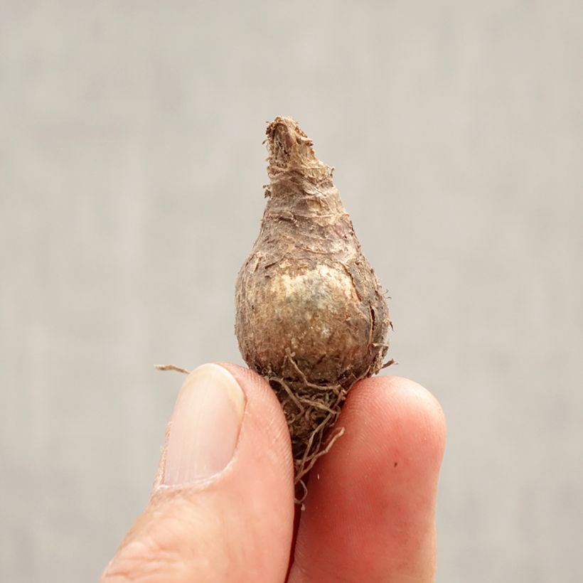 Leucojum vernum - Campanelle comuni Bulbo taglia 7+ esemplare consegnato in primavera