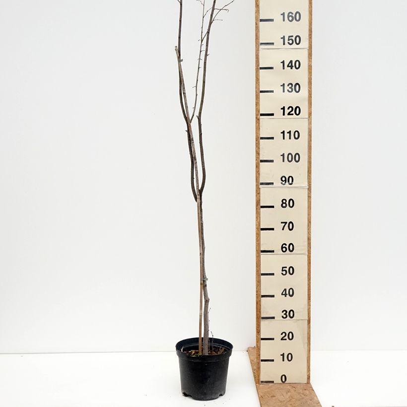 Esemplare di Corylus avellana Anny's Red Dwarf - Nocciòlo Vaso da 7,5L/10L, Vaso impalcato come consegnato in autunno