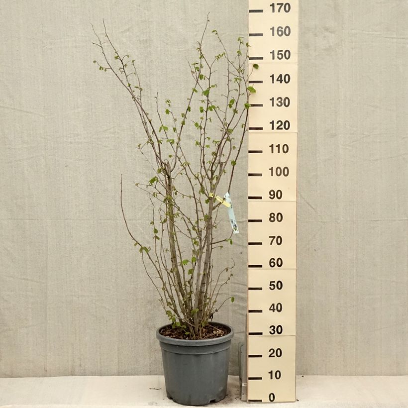 Example of Corylus avellana - Nocciòlo Vaso da 7,5L/10L as you get in printemps