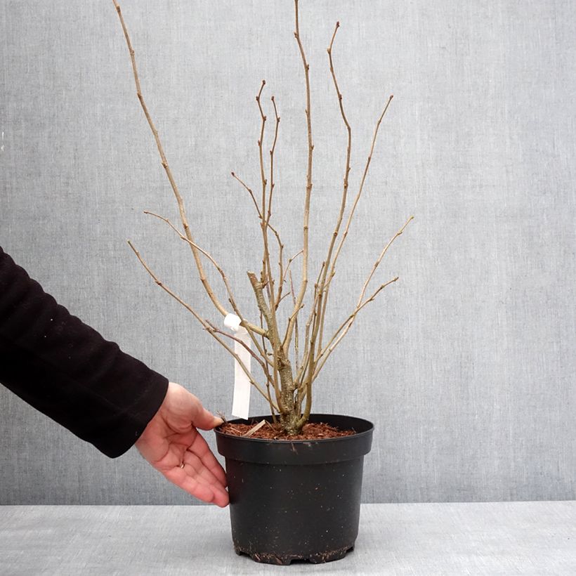 Noisetier commun - Corylus avellana en racines nues Pot de 2L/3L esemplare consegnato in inverno