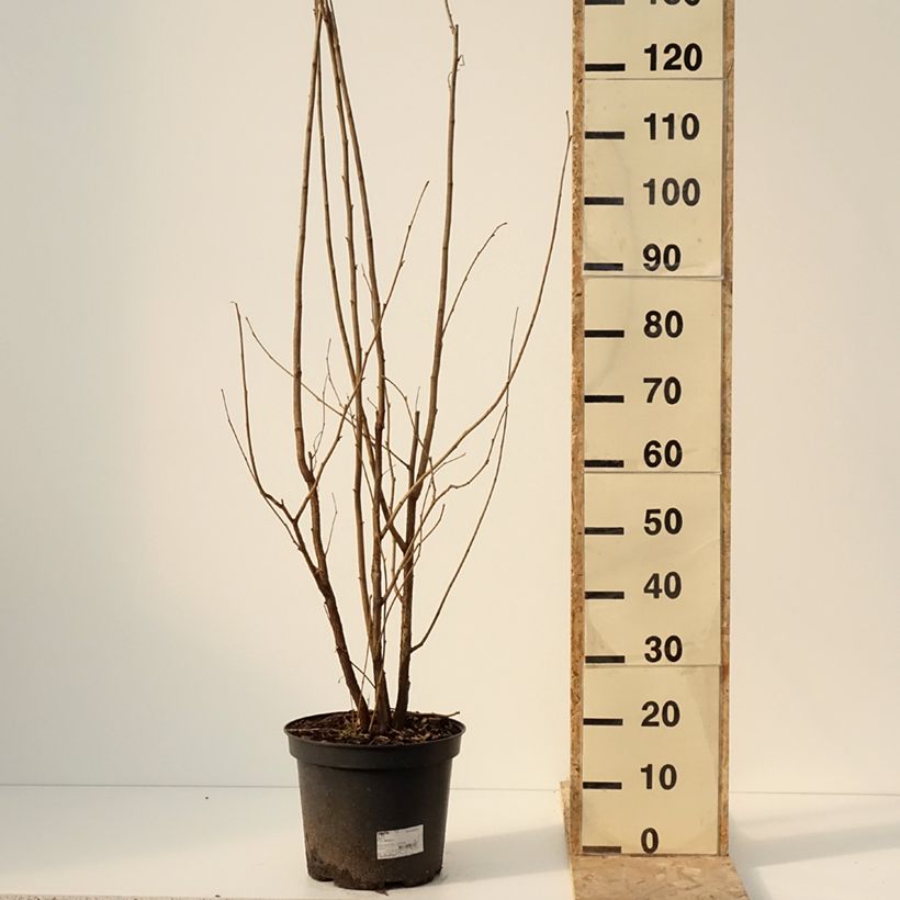 Noisetier commun - Corylus avellana en racines nues Pot de 7,5L/10L esemplare consegnato in inverno