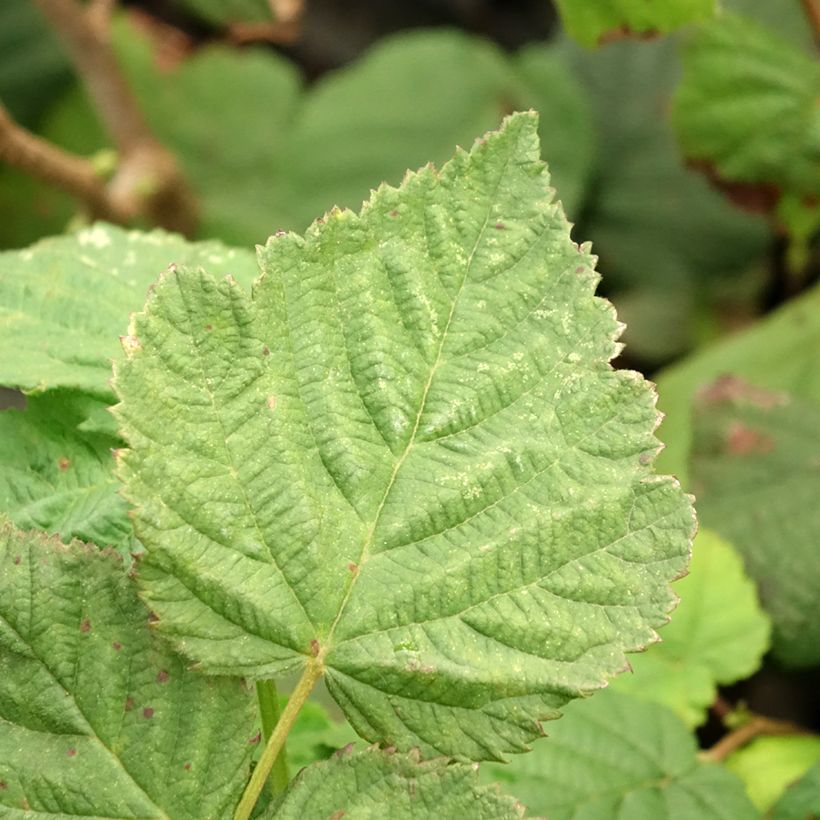 Nocciòlo Longue d'Espagne (Fogliame)