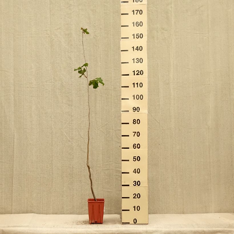 Esemplare di Noisetier Tonda Gentile Romana Pot de 1,5L/2L come consegnato in autunno