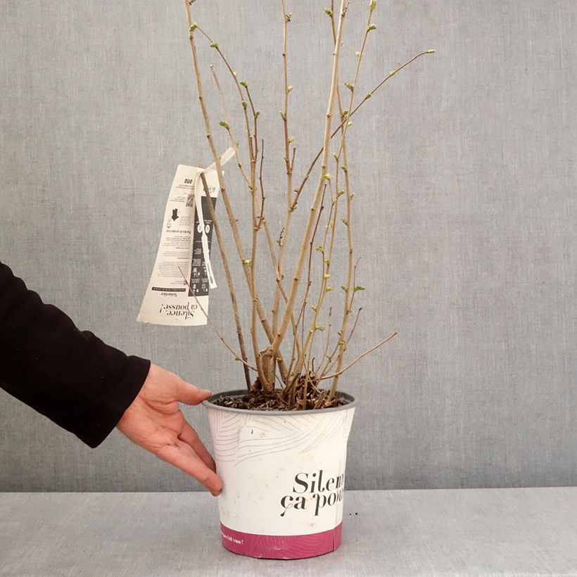 Example of Nocciòlo Fertile de Coutard Vaso da 3L/4L, A cespuglio as you get in printemps