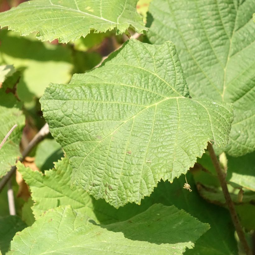 Nocciòlo Fertile de Coutard (Foliage)