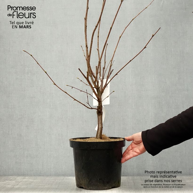 Corylus maxima Géant de Halle - Nocciolo lungo Vaso da 7,5L/10L esemplare consegnato in primavera