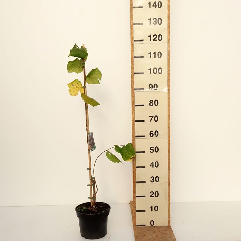 Esemplare di Corylus avellana Pendula - Nocciòlo Vaso da 7,5L/10L come consegnato in autunno