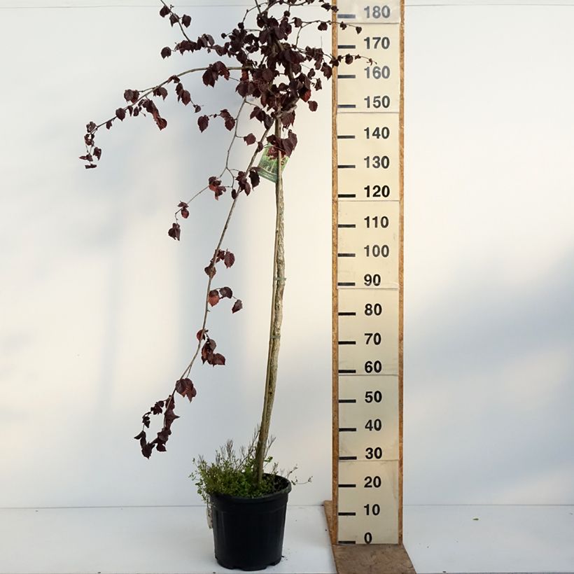 Corylus avellana Purple Umbrella - Nocciòlo Vaso da 12L/15L esemplare consegnato in primavera