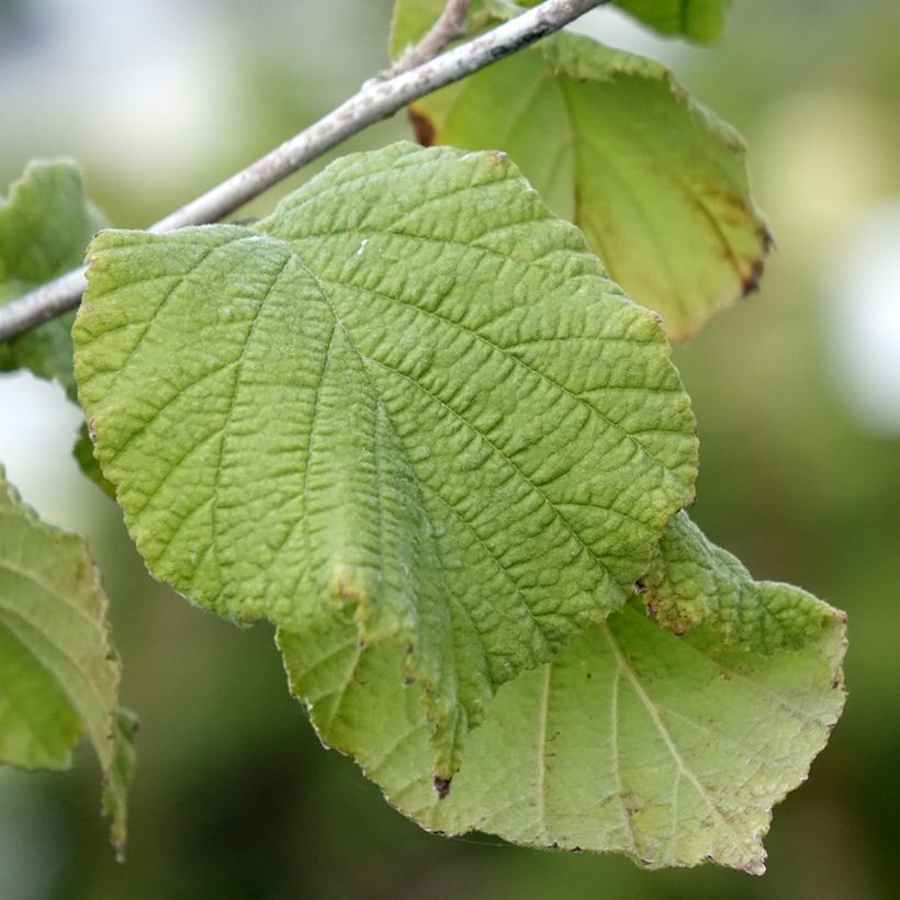 Nocciòlo Tonda Gentile Romana (Fogliame)