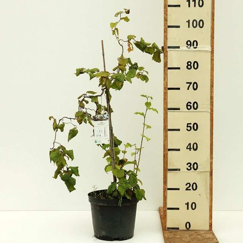 Esemplare di Corylus avellana Red Majestic - Nocciolo comune Vaso da 3L/4L, Vaso impalcato consegnato in estate