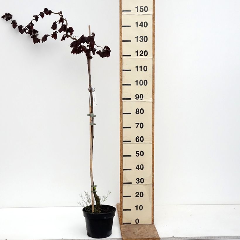 Corylus avellana Red Majestic - Nocciolo comune Vaso da 3L/4L, Vaso impalcato esemplare consegnato in primavera