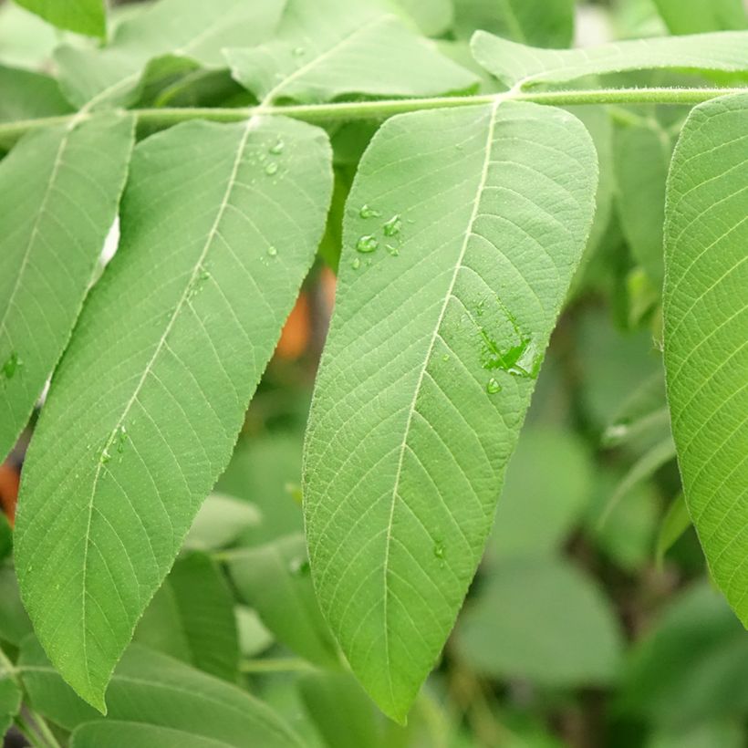 Juglans cinerea - Noce cenerino (Fogliame)