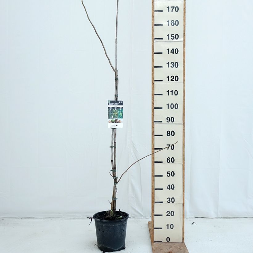 Esemplare di Juglans cinerea - Noce cenerino Vaso da 7,5L/10L come consegnato in autunno