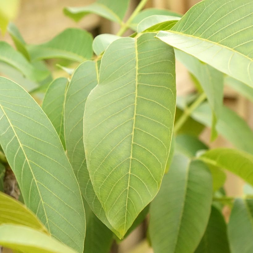 Juglans nigra Corne - Noce nero (Fogliame)