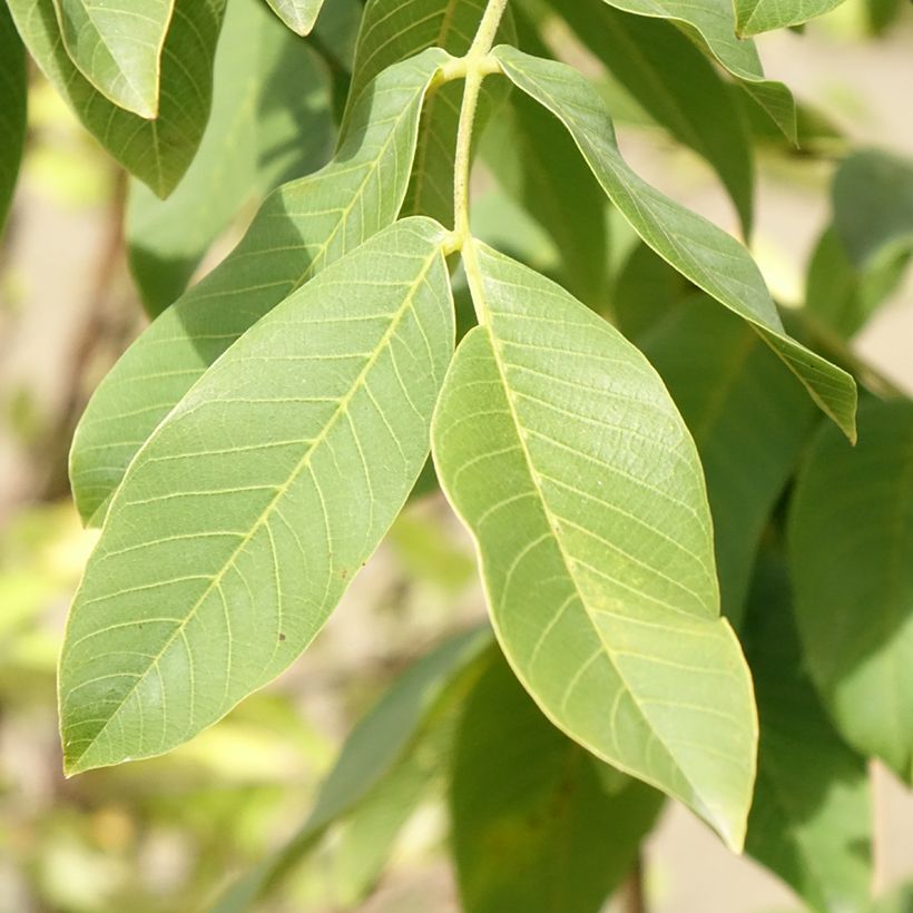 Noce comune Chandler (Fogliame)