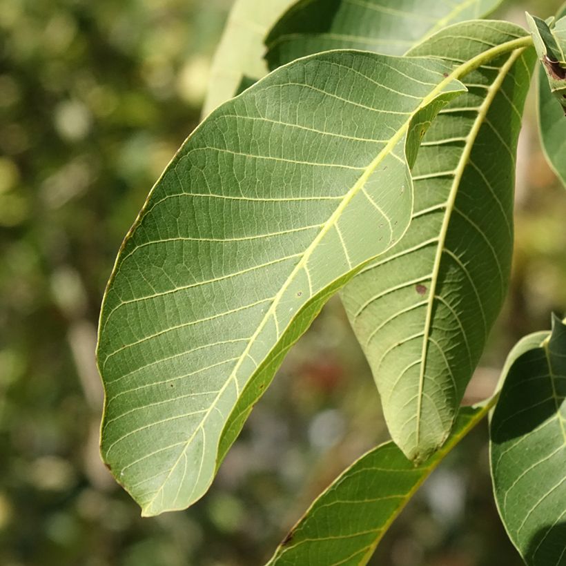 Noce comune Mayette (Fogliame)