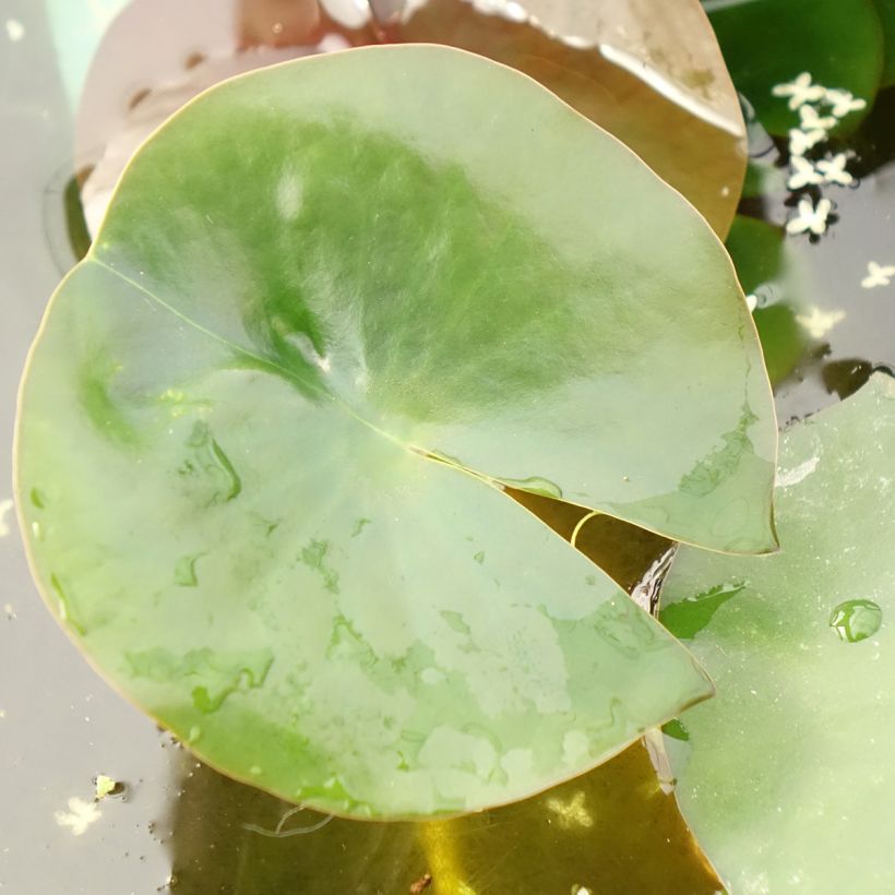 Nymphaea Albatros (Fogliame)