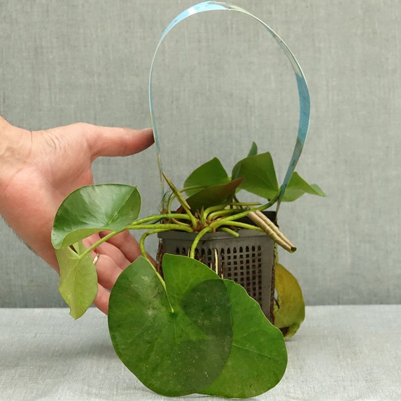 Esemplare di Nymphaea Albatros Vaso da 1L/1,5L consegnato in estate