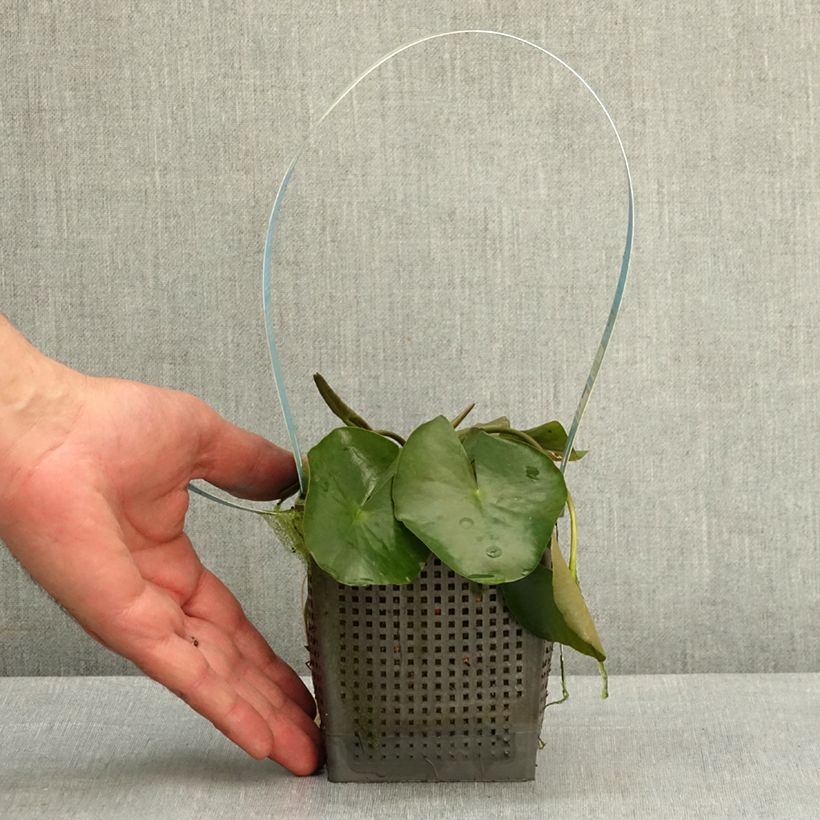 Nymphaea Albatros Vaso da 1L/1,5L esemplare consegnato in primavera