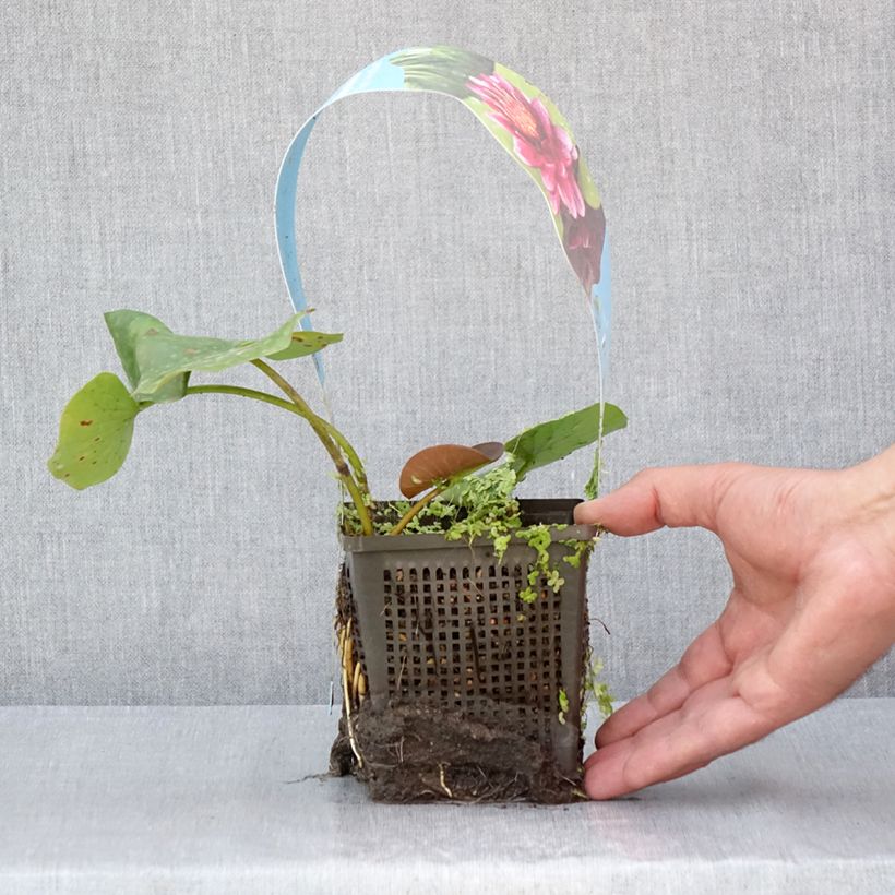 Esemplare di Nymphaea Almost Black Vaso da 1L/1,5L consegnato in estate