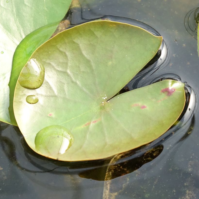 Nymphaea American Star (Fogliame)
