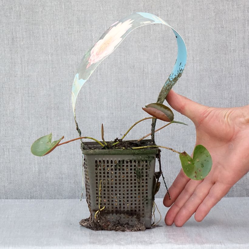 Esemplare di Nymphaea American Star Vaso da 1L/1,5L consegnato in estate