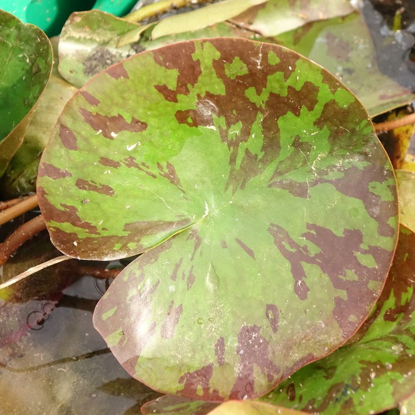 Nymphaea Barbara Davies (Fogliame)