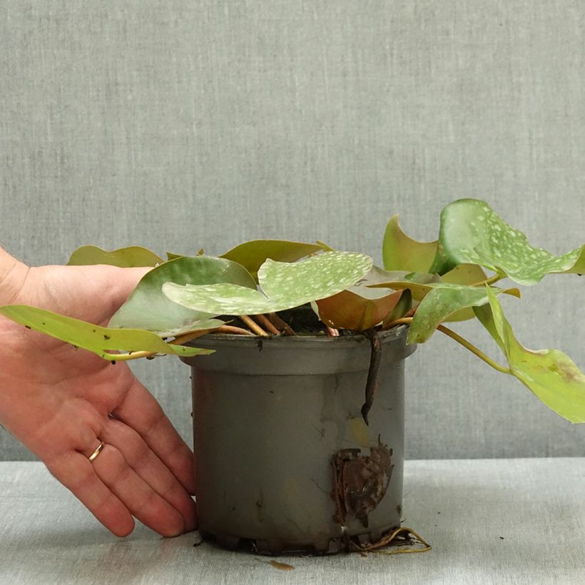 Esemplare di Nymphaea Barbara Davies Vaso da 1,5L/2L consegnato in estate