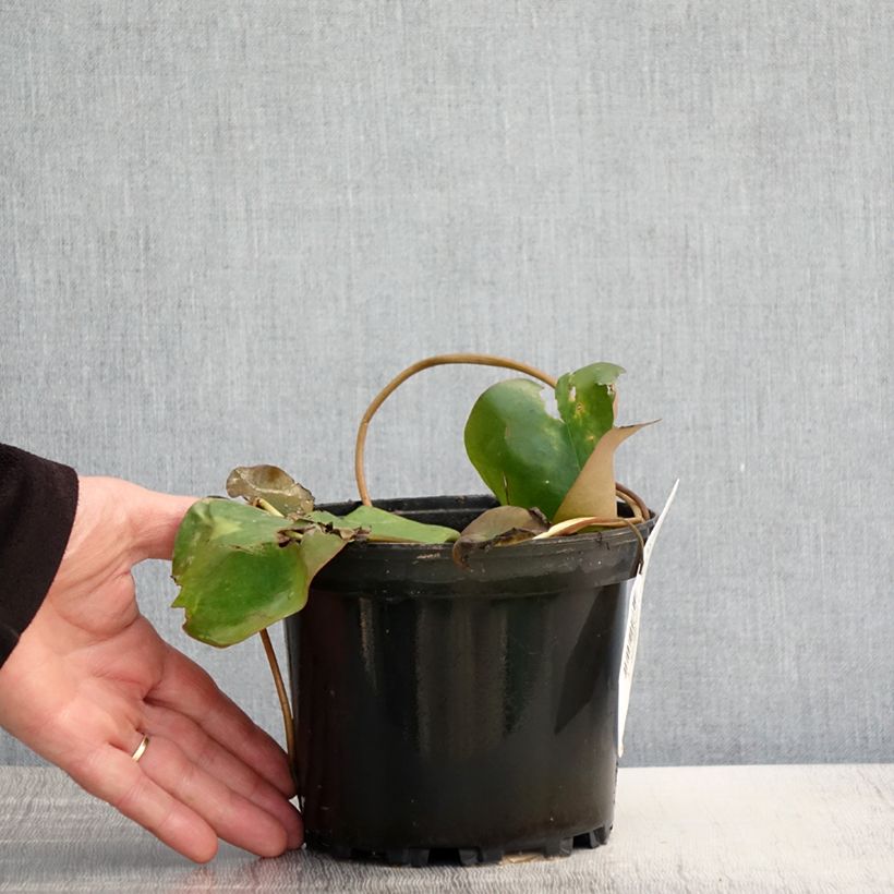 Nymphaea Bateau Vaso da 1,5L/2L esemplare consegnato in primavera