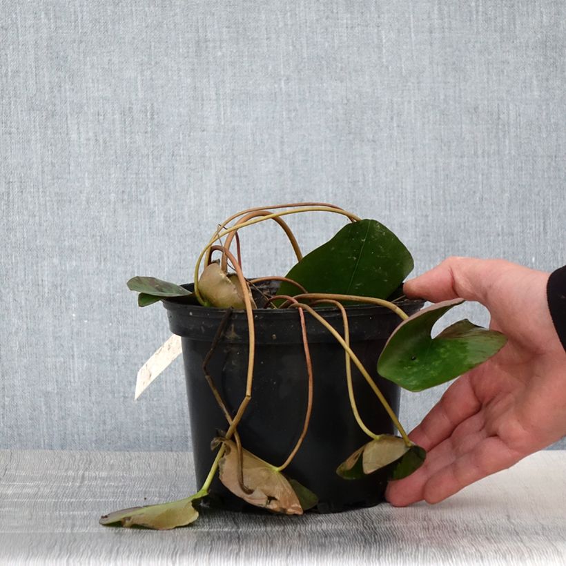 Nymphaea Berthold Vaso da 1,5L/2L esemplare consegnato in primavera