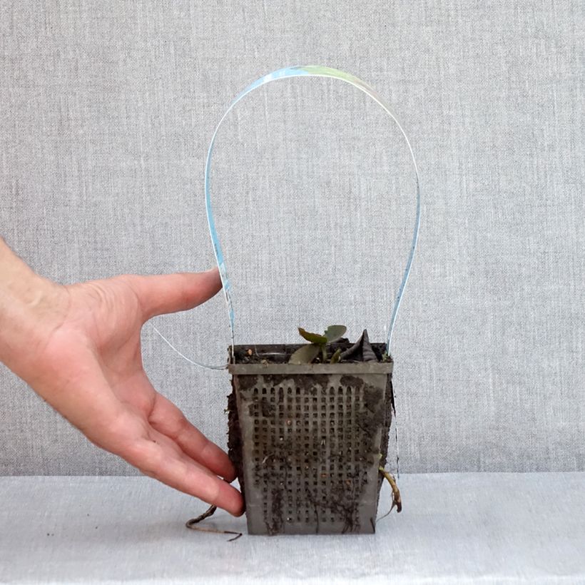 Esemplare di Nymphaea Black Princess Vaso da 1L/1,5L consegnato in estate