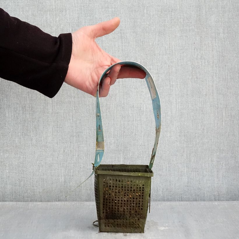 Nymphaea Burgundy Princess Vaso da 1L/1,5L esemplare consegnato in inverno