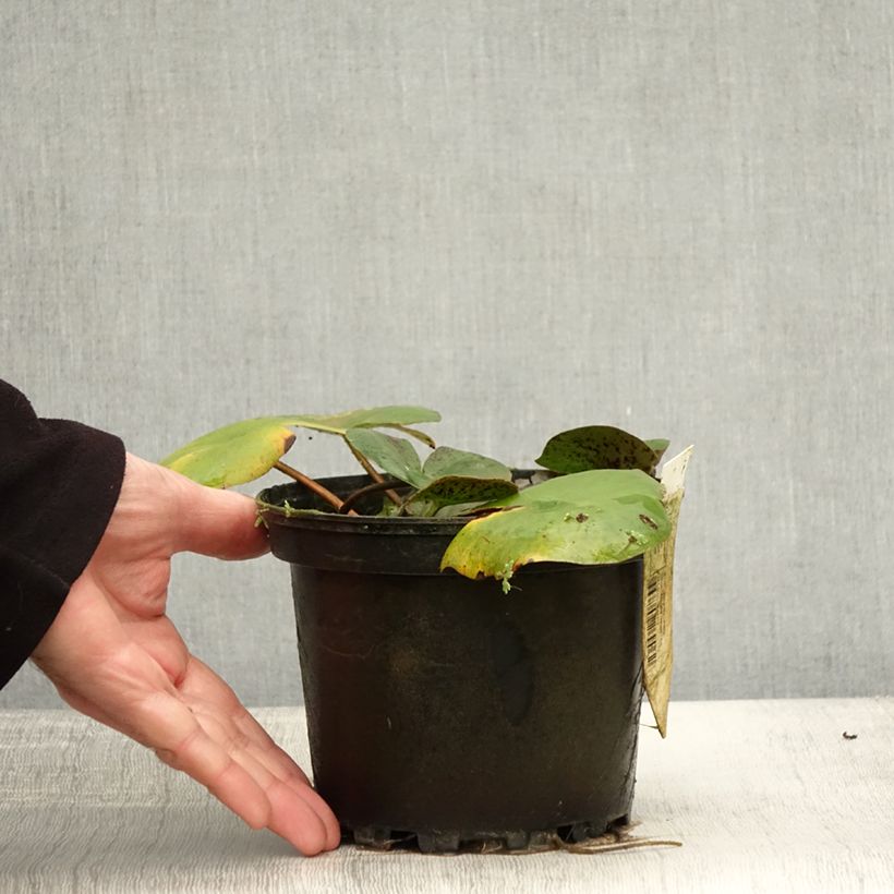 Esemplare di Nymphaea Carolina Sunset Vaso da 1,5L/2L come consegnato in autunno
